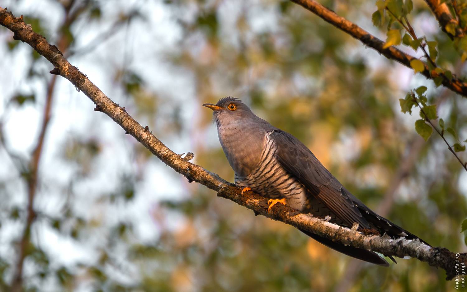 , Андреев Андрей
