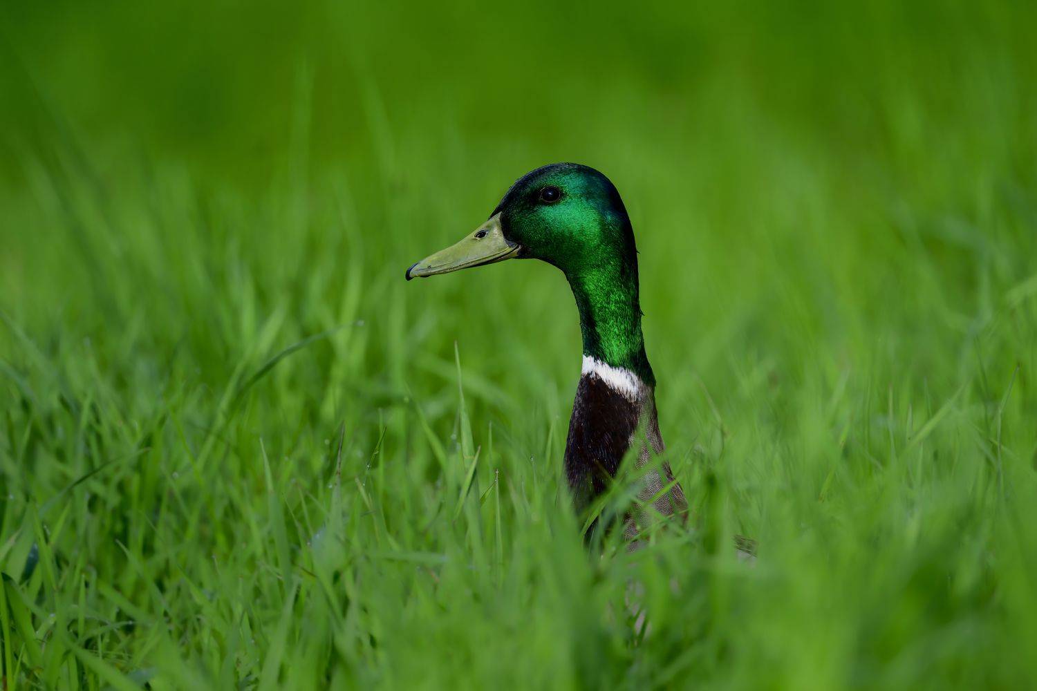 , Пупонин Сергей