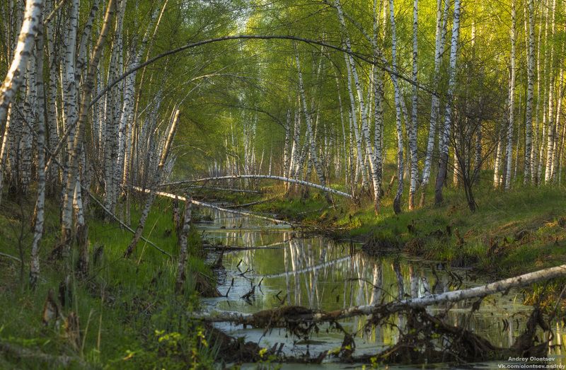 солнце, россия, рассвет, природа, подмосковье, погода, пейзажи, пейзаж, отражение, наукоград, красота, дубна, вода, весна, weather, water, spring, russia, reflection, naukograd, nature, moscow, landscape, dawn, canon, dubna, beauty Берёзоньки - берёзки. фото превью
