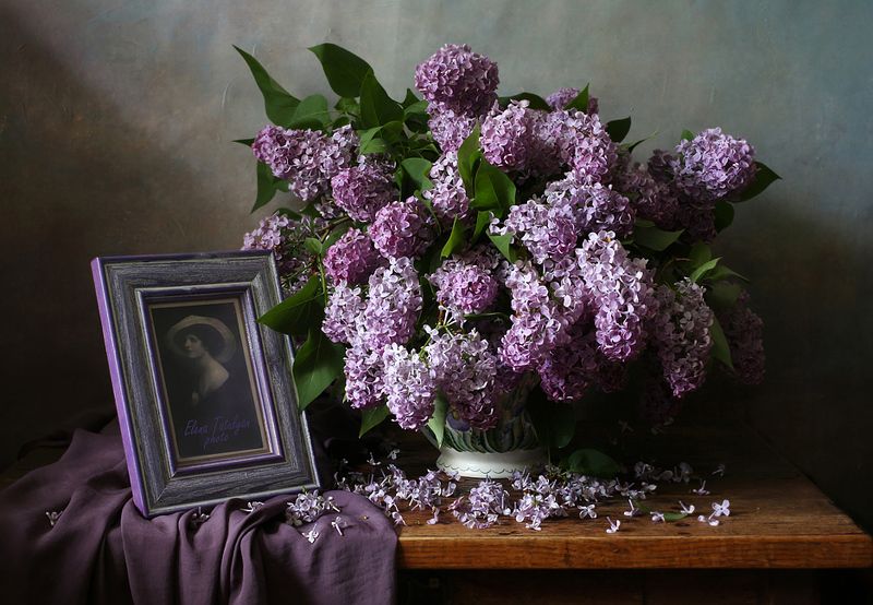 сирень Сиреневый натюрморт фото превью