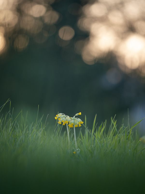Цветной май фото превью