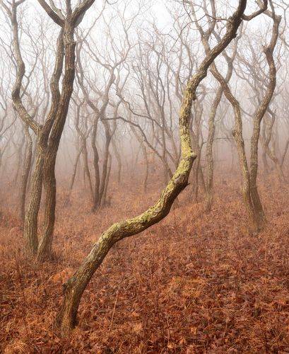 Королевство кривых.