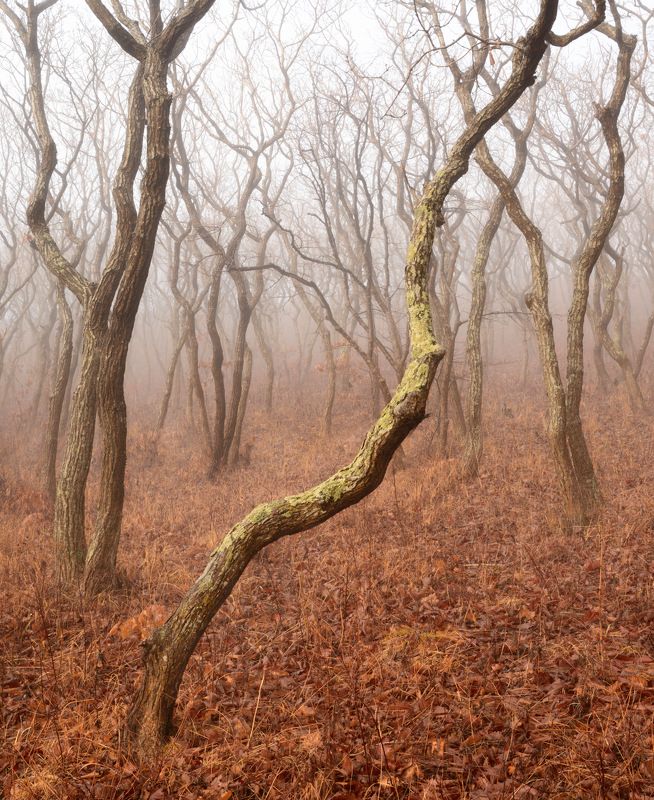 приморье Королевство кривых. фото превью