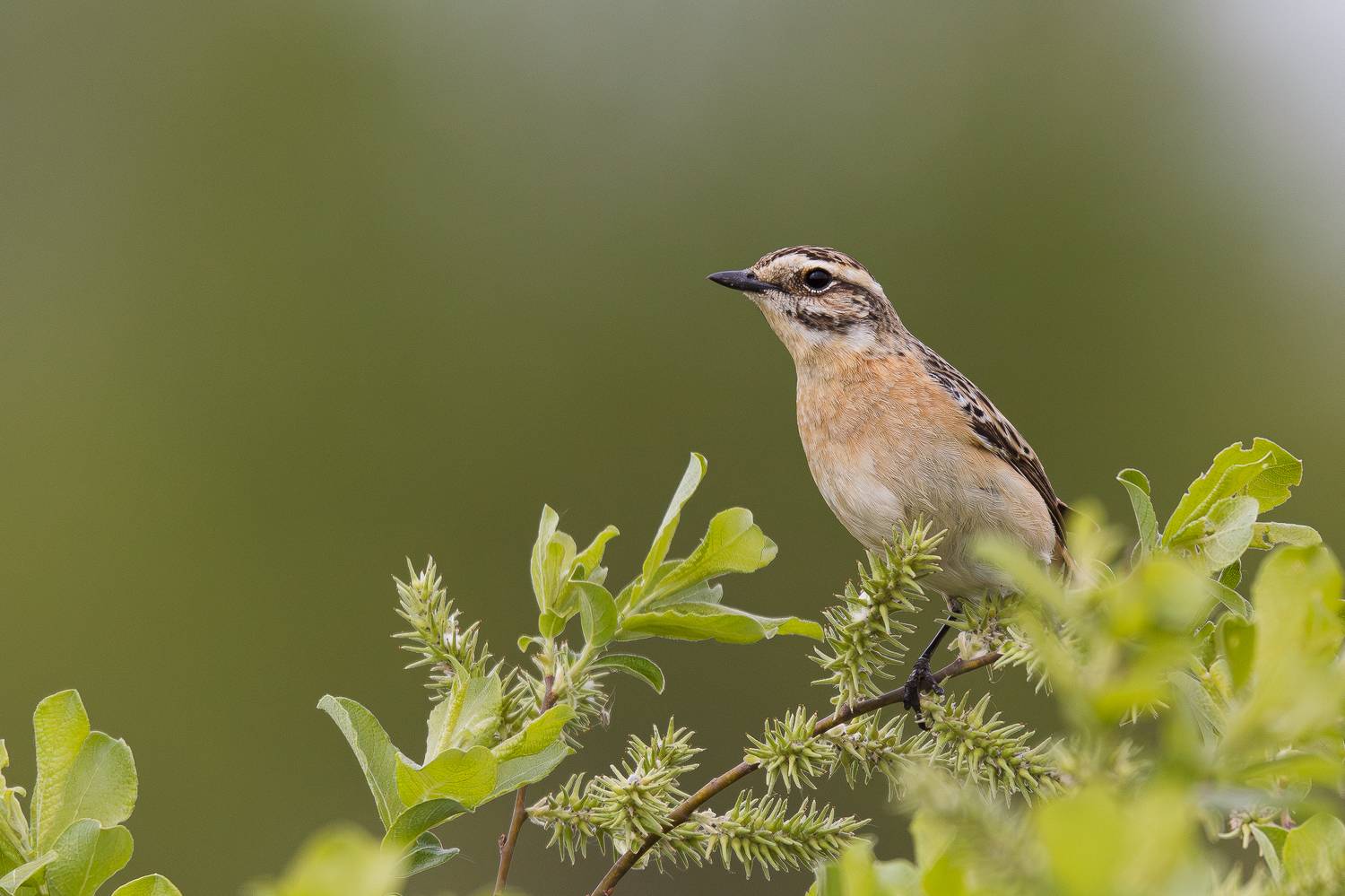 , Гильманов Артур
