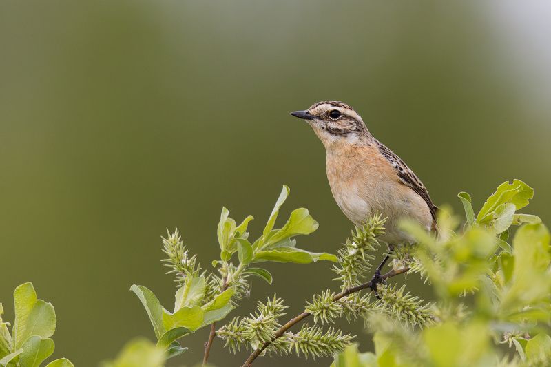 Луговой чекан фото превью