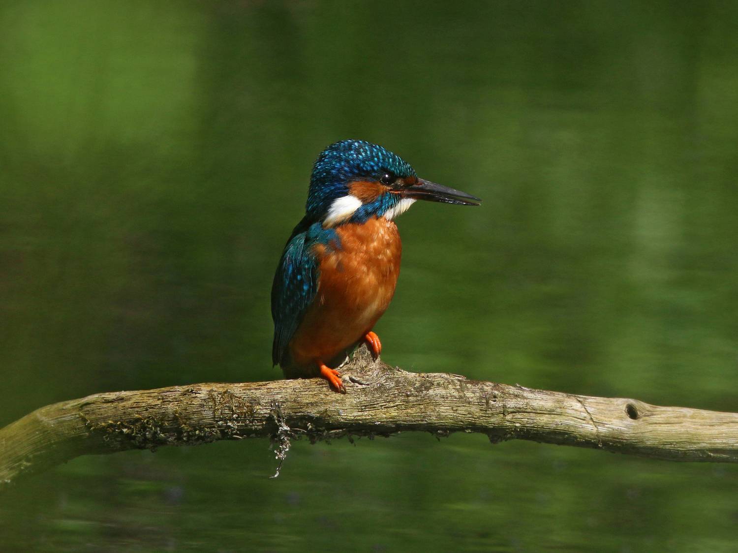 зимородок, обыкновенный зимородок, alcedo atthis, common kingfisher, kingfisher, Бондаренко Георгий