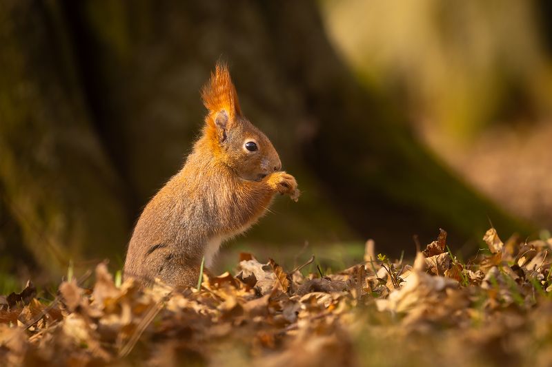 Squirrel фото превью
