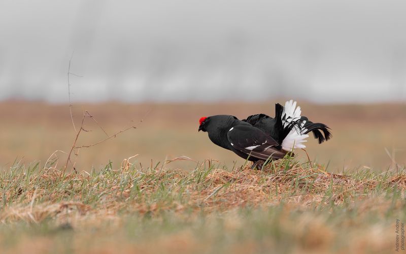 Токующий тетерев. Весна 2024 фото превью