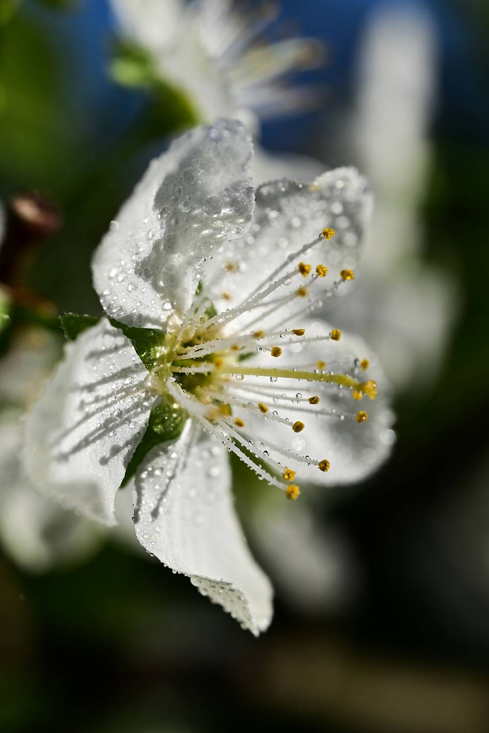 , Калёв Сергей