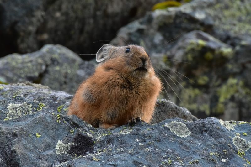 Пищухи на Алтае фото превью