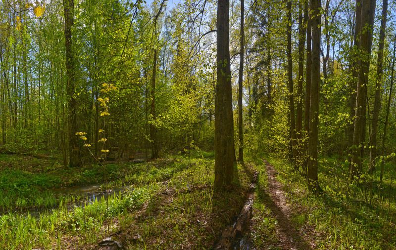 Майский контражур фото превью