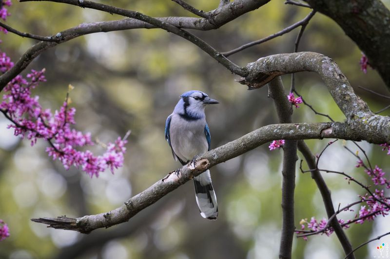 Blue jay фото превью
