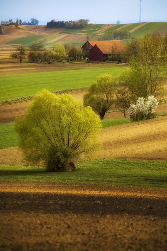 Rural, Agricultural, Field ,Tree, Nature, Agriculture, Farm, Day, Landscape, Willow, Poland, Ponidzie Ponidzie фото превью