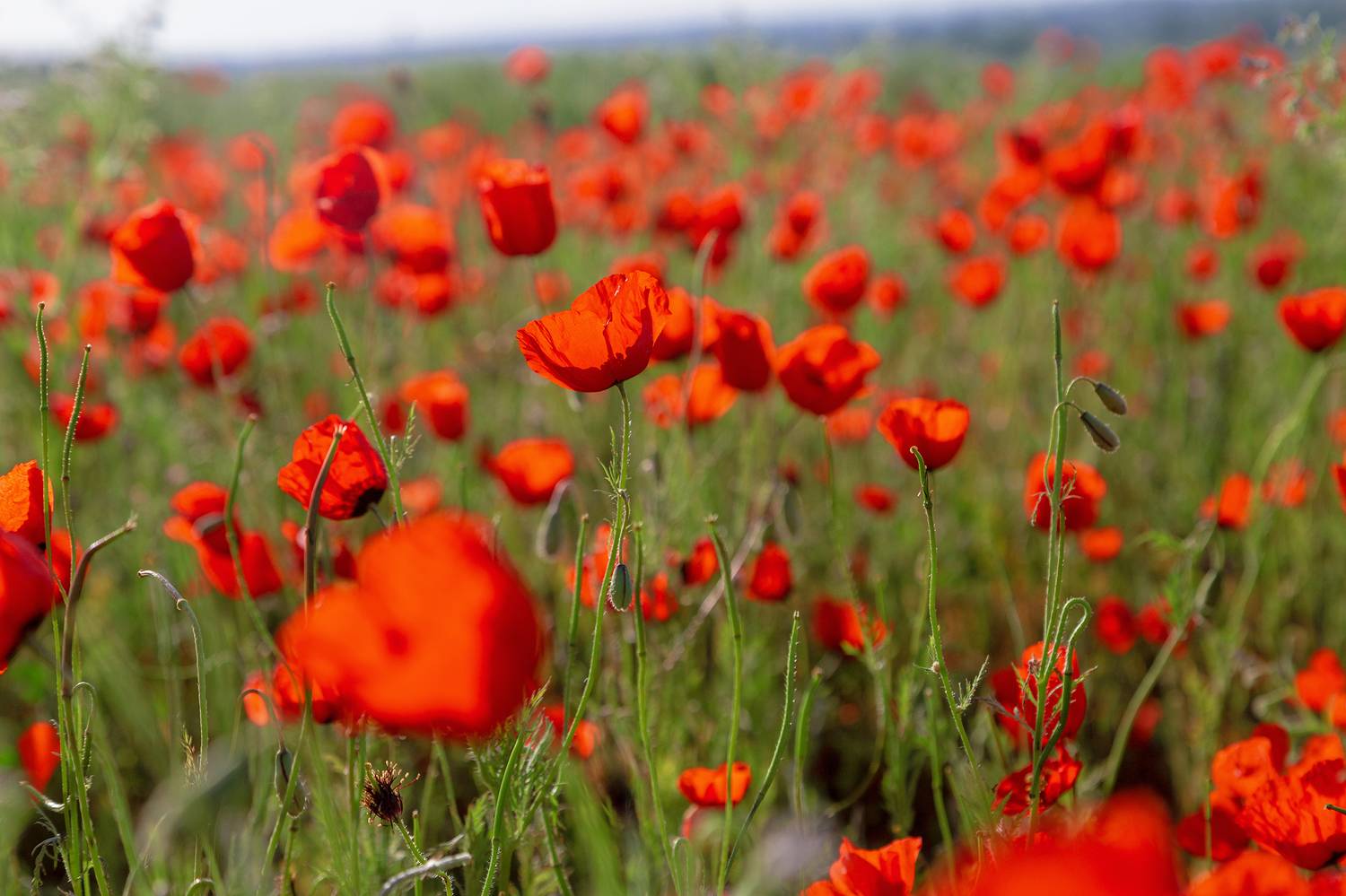 кыргызстан, Элина Магалимова