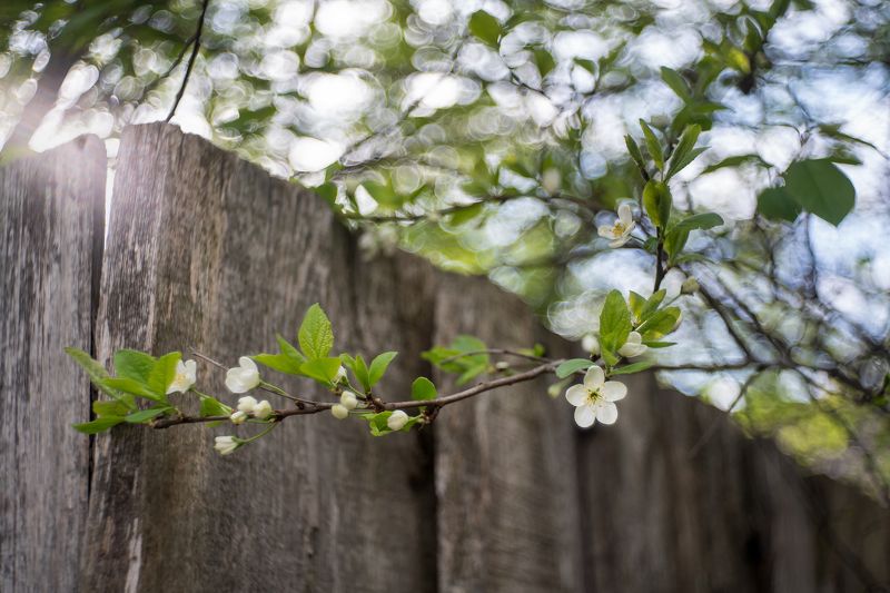 цветение, вишня, природа, весна, цветы, белый Белое кружево вишни фото превью