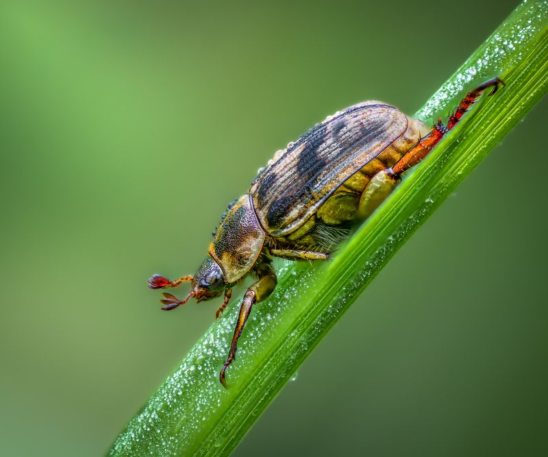 Dew drops фото превью