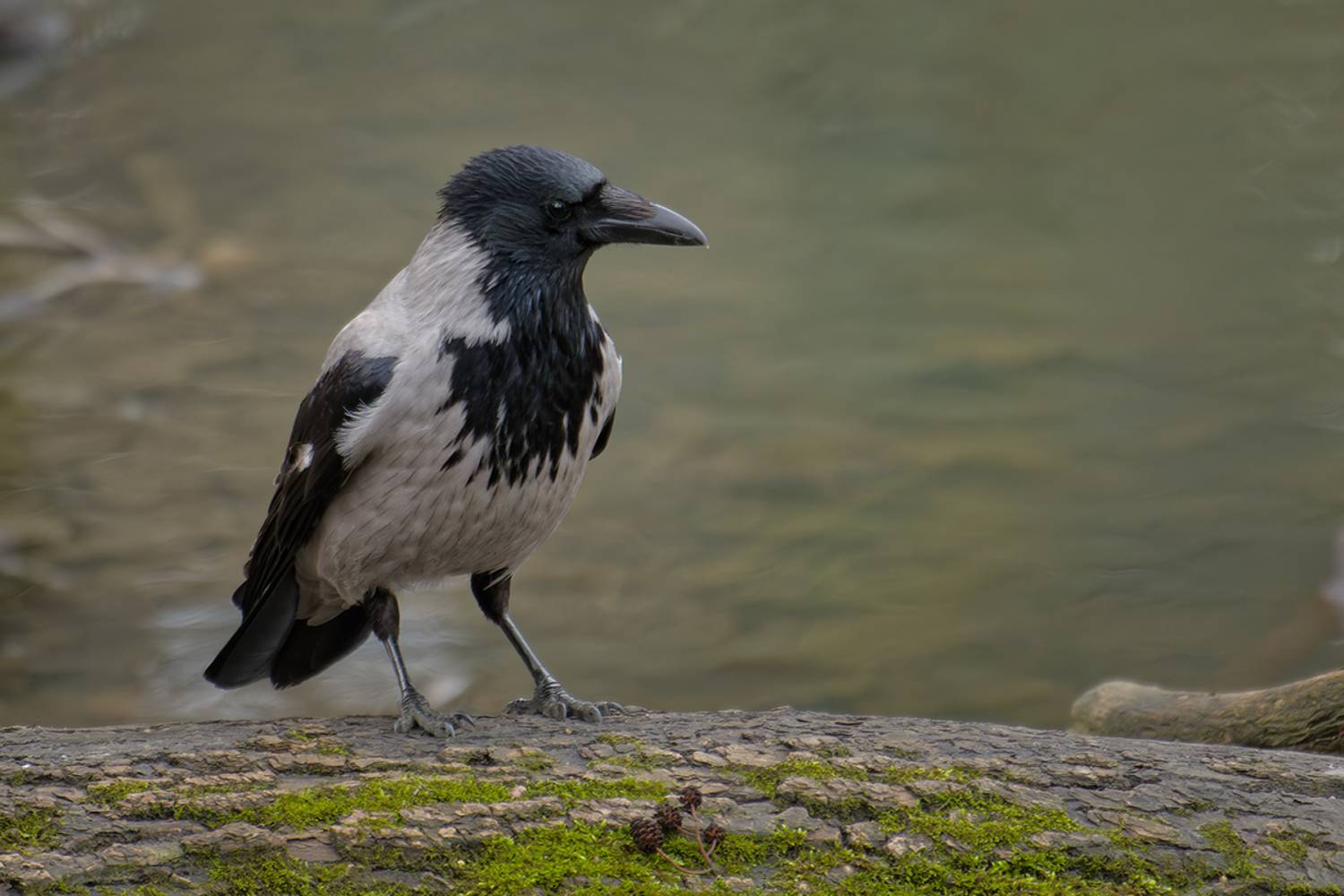 серая ворона, птица,gray crow, bird, Хилько Марина