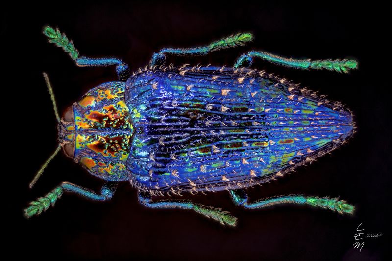 polibothris, sumptuosa, gema, bug, coleoptera, blu, jewel Polibothris sumptuosa gema (Klug, 1833) фото превью