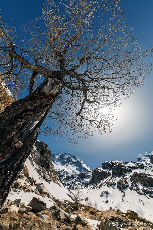 адыр-су, уллу-тау, долина, река, вершины, снег, ледник, ледопад, весна, апрель, верба, кроны, приэльбрусье, кабардино-балкария Вербная среда) фото превью