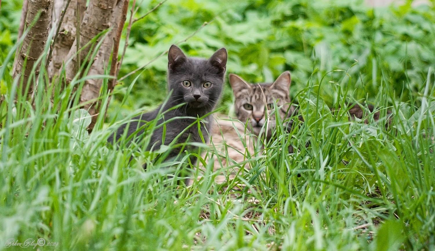 , Орлов Олег