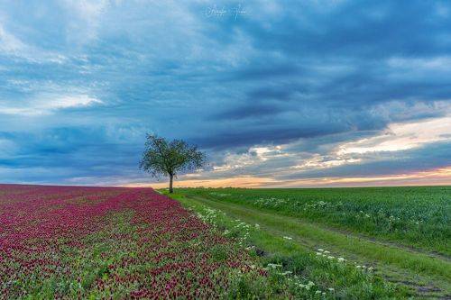 Spring in Moravia