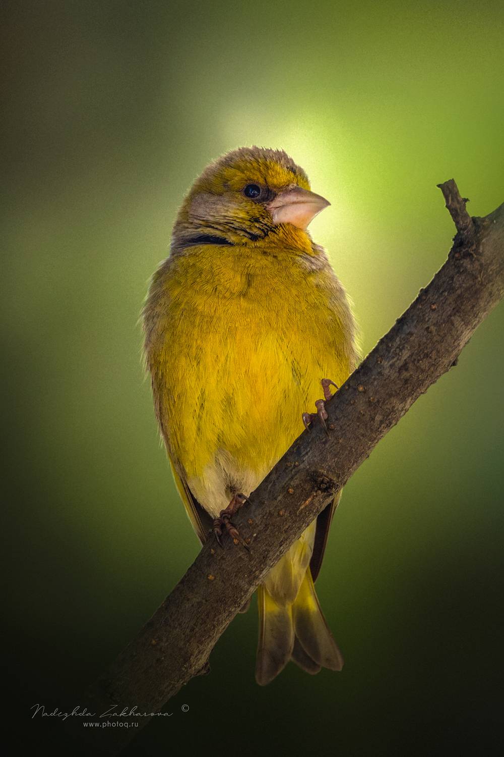 , Захарова Надежда