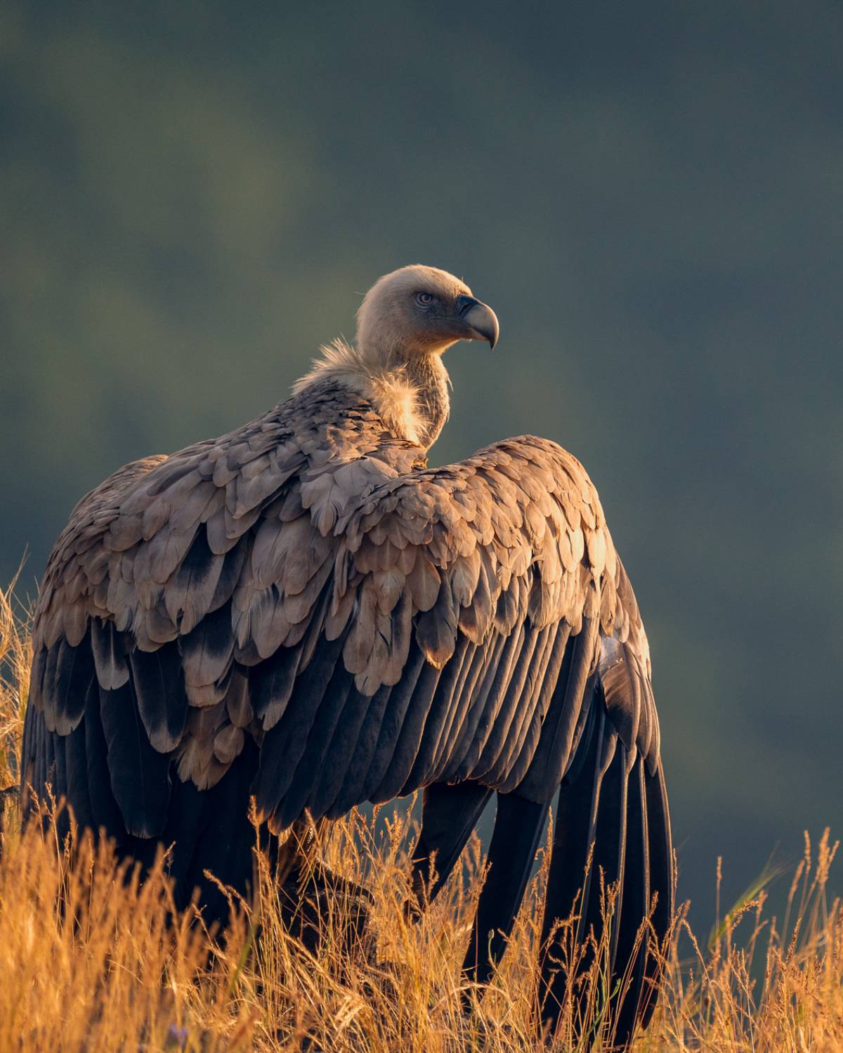 , Lyubomir Momchilov