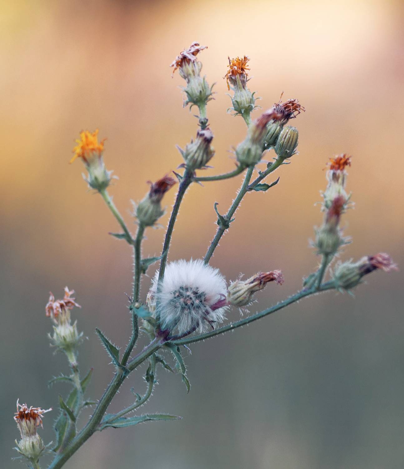 , Лысенко Сергей
