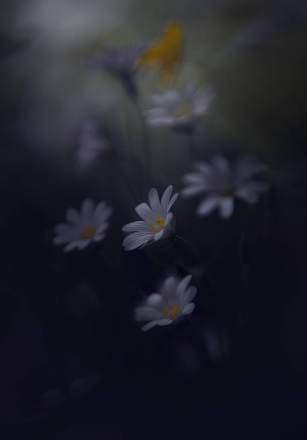 лес, свет, утро, природа, цветок, Баранов Олег