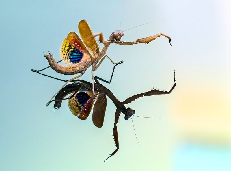 богомол, средиземноморский, ирисовый, насекомые, кипр \