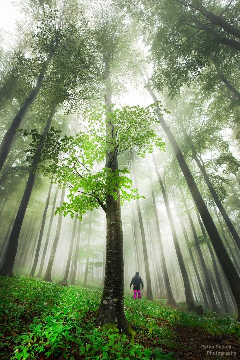 , Петко Петков