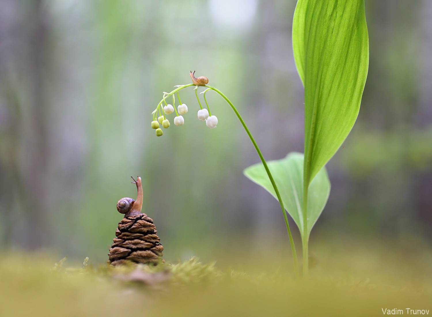 улитка, ландыш, Вадим Трунов