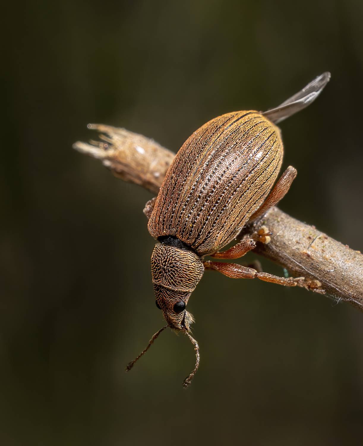 , Людмила Железнова