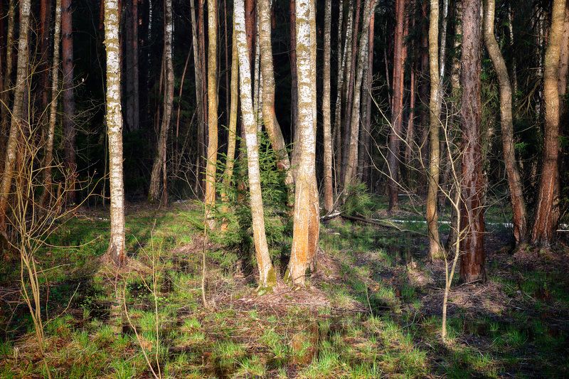 В весеннем лесу фото превью
