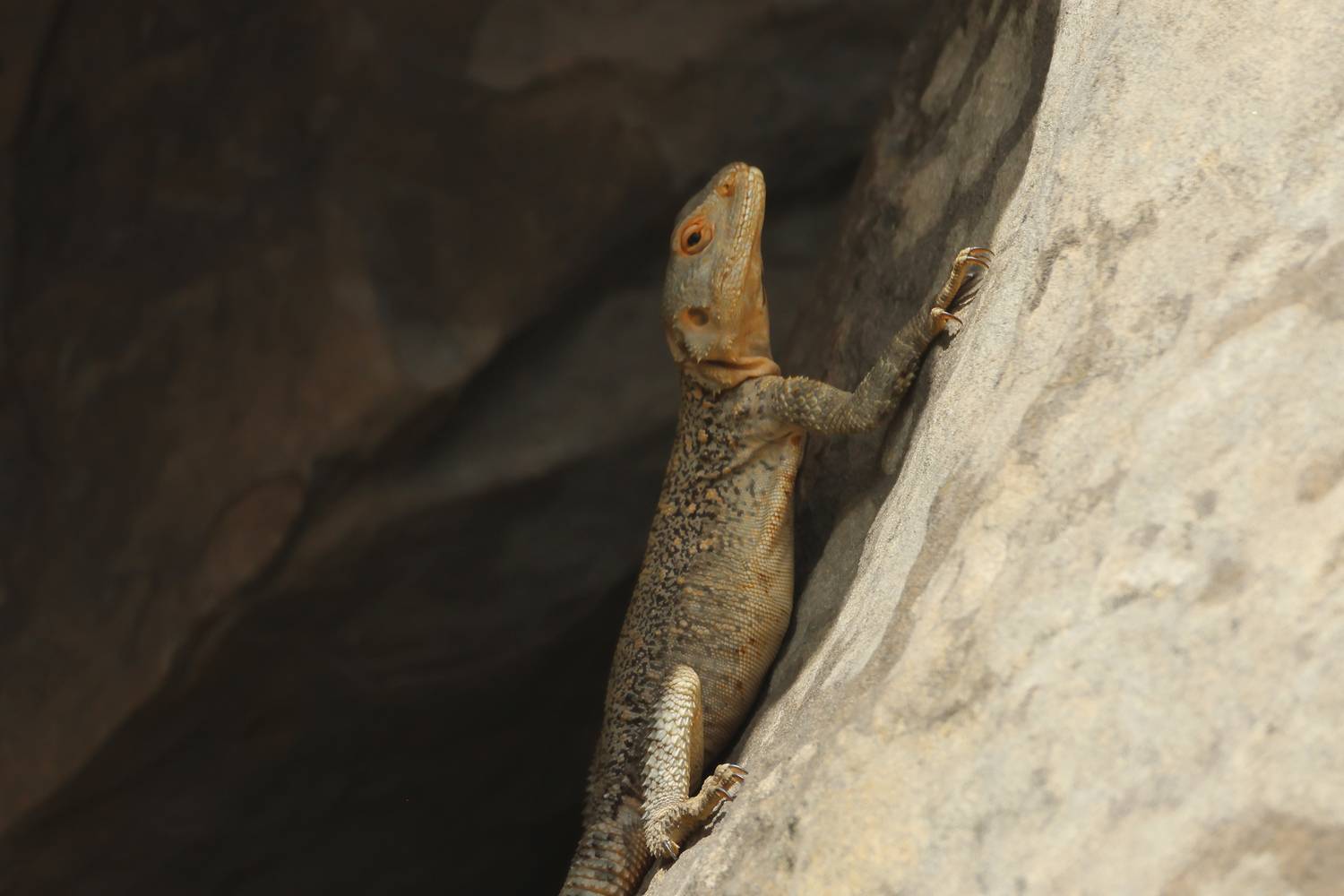 агама,ящерица,горы,дагестан,, Magov Marat