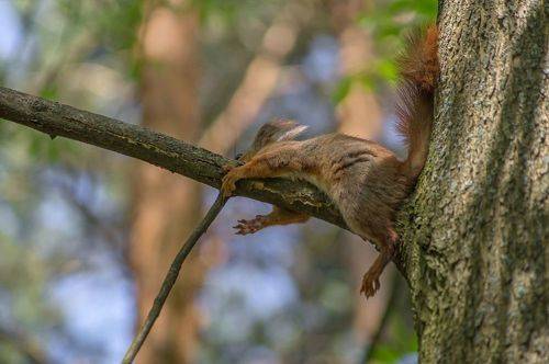 А у нас сиеста