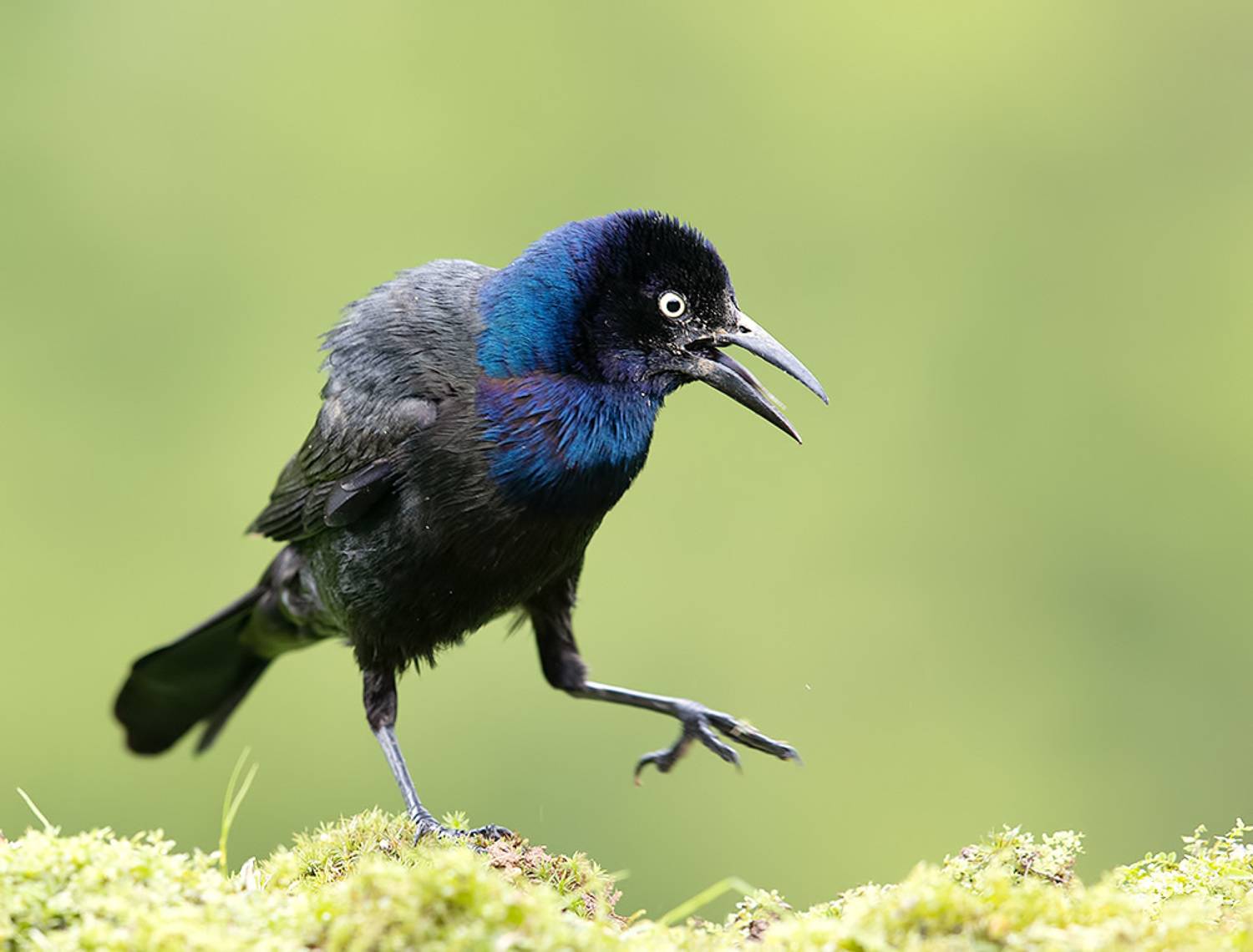 гракл, common grackle, grackle, весна, Etkind Elizabeth