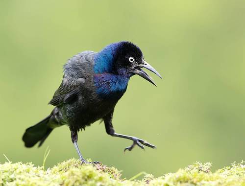 Common Grackle - Обыкновенный Гракл