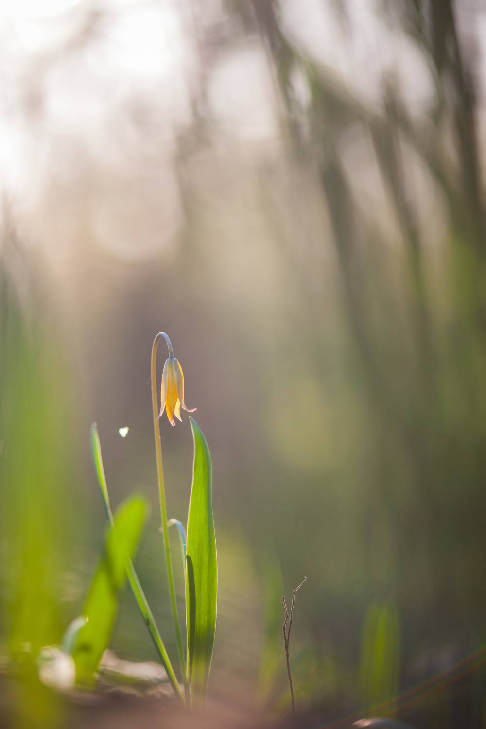 , Викулов Николай