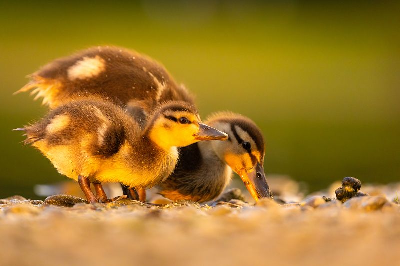 Ducklings фото превью