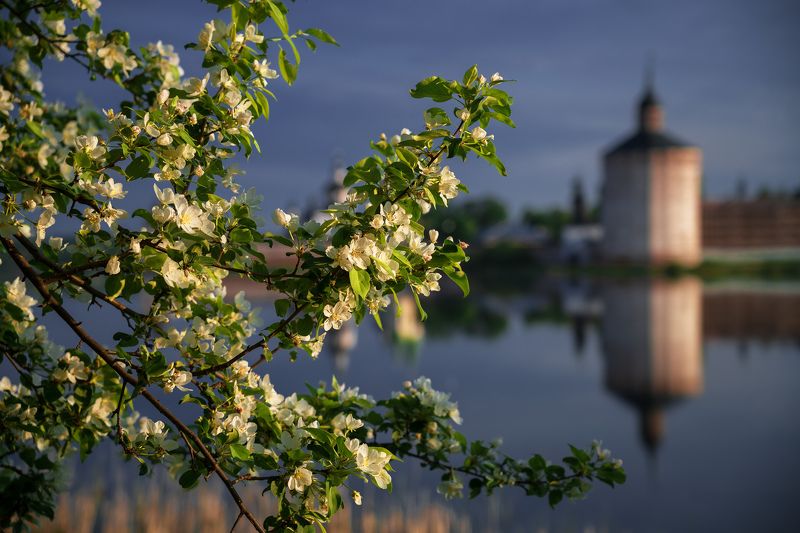кирилло-белозерский монастырь, кириллов, вологодская область, май, весна Цветущий май фото превью
