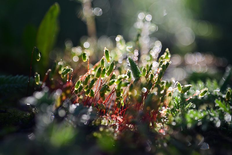 Мох фото превью