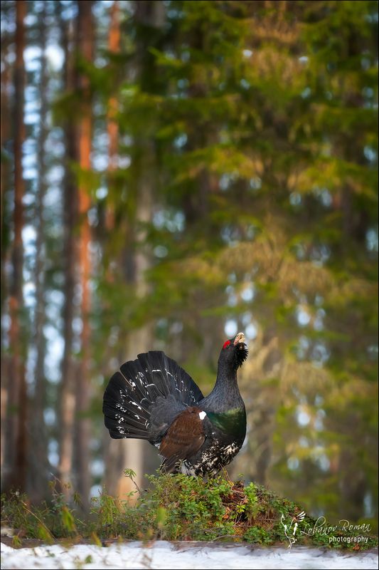 Хозяин лесных трущоб и завалов фото превью