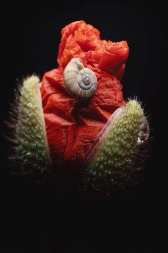 Однажды маковой ночью.