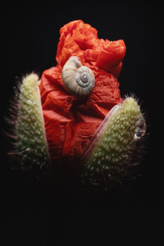 Однажды маковой ночью. фото превью