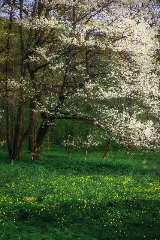 пейзаж, landscape, nature, природа, весна, spring, forest, лес, цветы, flowers *** фото превью
