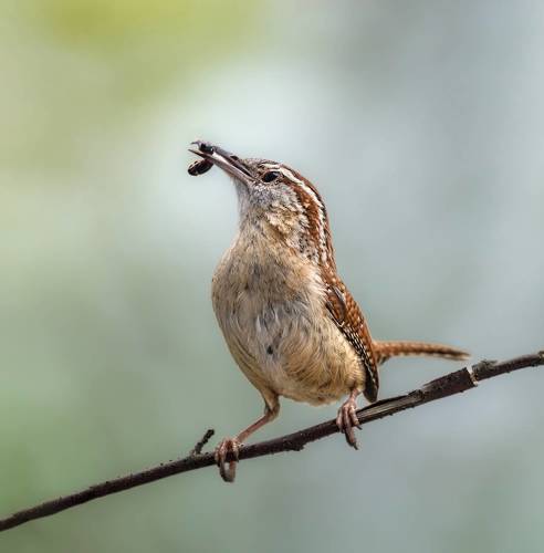 Hungry wren