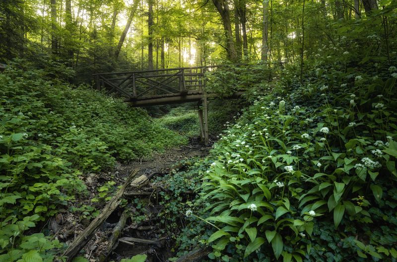 Forest full of garlic фото превью