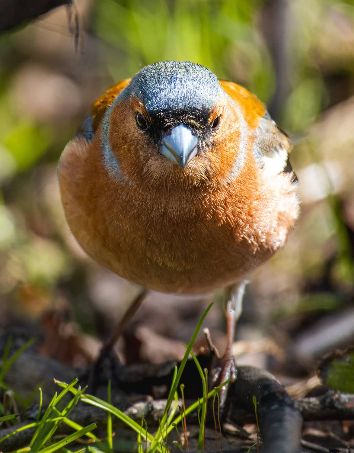 , Дэм Константин