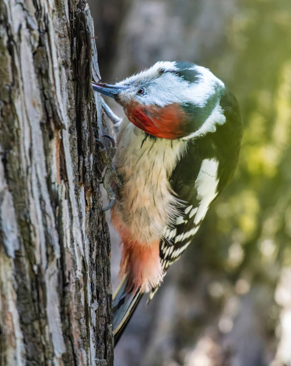 , Дэм Константин